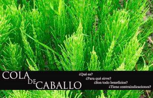 Todo sobre la cola de caballo