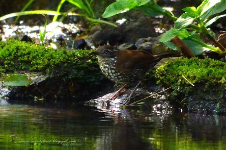 Macuquito (Sharp-tailed Streamcreeper) Lochmias nematura