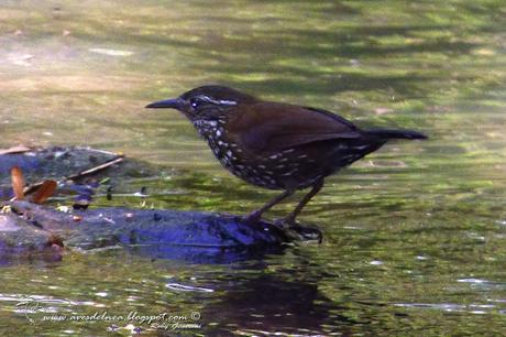 Macuquito (Sharp-tailed Streamcreeper) Lochmias nematura