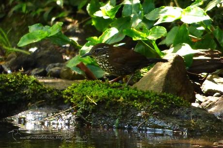 Macuquito (Sharp-tailed Streamcreeper) Lochmias nematura