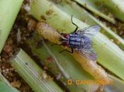 Control Biológico Plagas