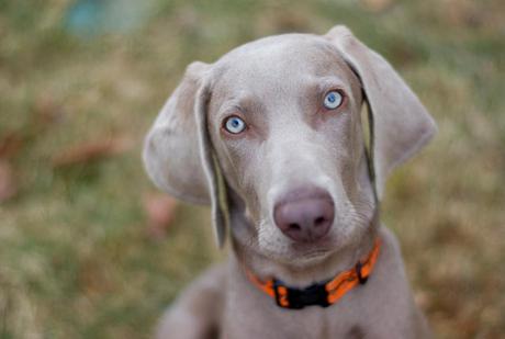 Las mejores razas de perro para correr