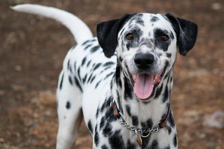 Las mejores razas de perro para correr