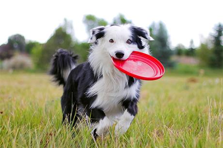 Las mejores razas de perro para correr