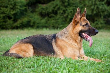 Las mejores razas de perro para correr