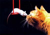 El ratoncito desobediente