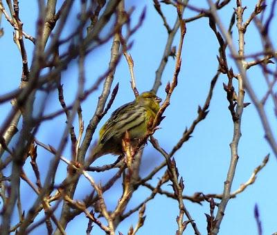 El canciu'l verderín