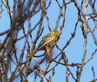 El canciu'l verderín