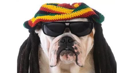 a tu perro le gusta el reggae