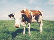 Reformateando ideas: Vaca con… (Sobre leche)