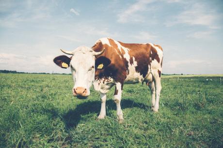 Reformateando ideas: Vaca y la con… (Sobre la leche)