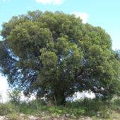 Árbol aruera