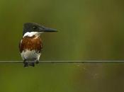 Martín pescador chico (Green Kingfisher) Chloroceryle americana