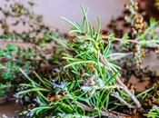 Solomillos horno hierbas aromáticas