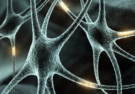 Encuentran Neuronas Especializadas en la Piel