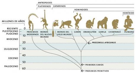Evolución, hominización y humanización