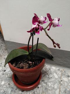 Viernes de Swapetines 2017 (III)