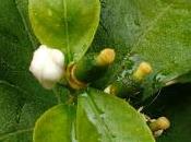 Frutos
