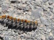 Oruga Procesionaria, nuevo entre nosotros