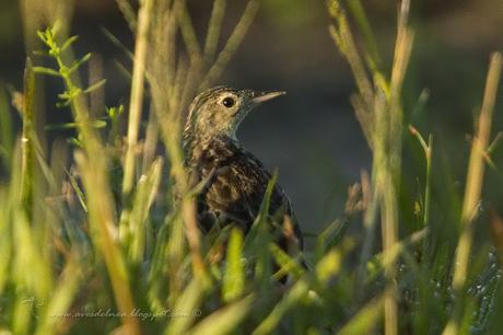 Cachirla pálida (Hellmayr´s Pipit) Anthus hellmayri