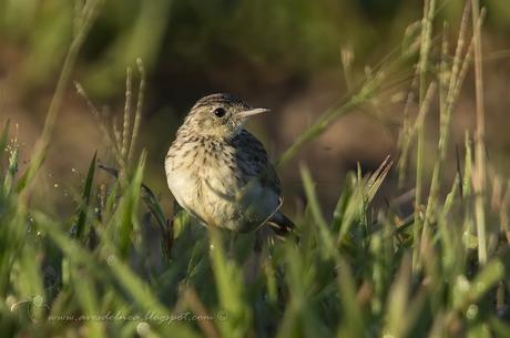 Cachirla pálida (Hellmayr´s Pipit) Anthus hellmayri