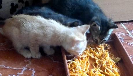 la comida de humanos les ocasiona daños a su organismo