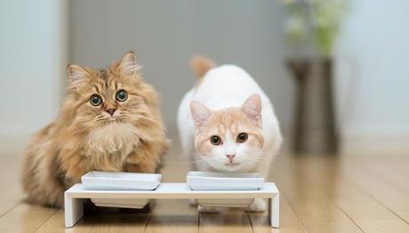 que alimento para gatos es mejor