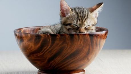 busca la mejor alimentación para tu mascota 