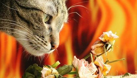 plantas que le dan felicidad a nuestra mascota