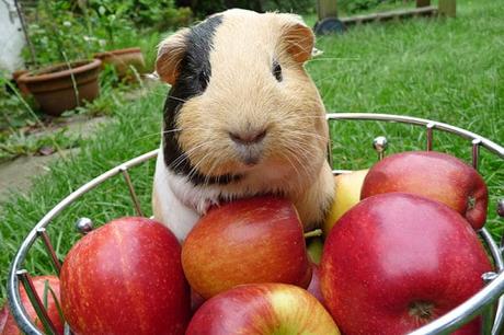 ¿Cómo Tratar Los Parásitos En Las Cobayas? Síntomas De Parasitosis Y Cómo Proteger a Tu Mascota