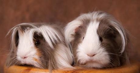 ¿Cómo Tratar Los Parásitos En Las Cobayas? Síntomas De Parasitosis Y Cómo Proteger a Tu Mascota