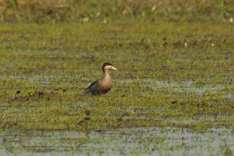 Pato capuchino (Silver Teal) Anas versicolor