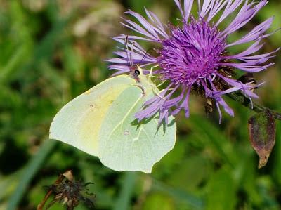 Despiertan las cleopatras