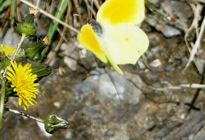 Despiertan las cleopatras