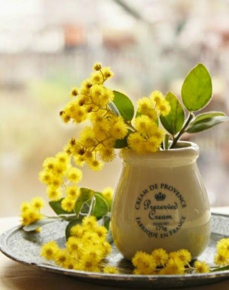 Ilumina tu casa con mimosas