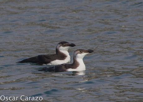 ALCAS EN EL ABRA DE BILBAO