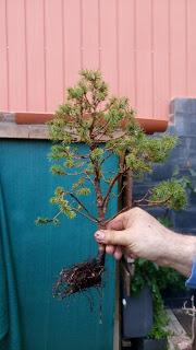 Domingo , amigos y trasplantes : Una tarde fria