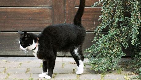 la castración es una solución 