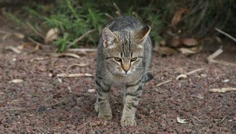 líquido para que los gatos no orinen