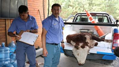 Otra vez una estancia de la zona de Lolog fue víctima de cuatrerismo