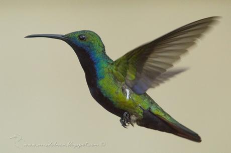 Picaflor vientre negro (Black-throated Mango) Anthracothorax nigricollis