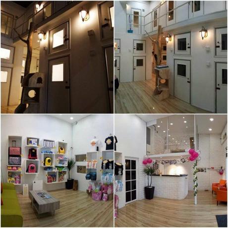 Bienvenido a Catzonia - Primer hotel de 5 estrellas para gatos en el mundo