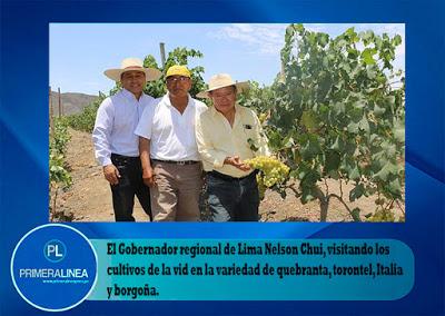 CRECE Y MEJORA PRODUCCIÓN DE LA VID EN EL NORTE DE LA REGIÓN LIMA…