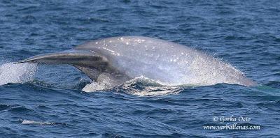 El tamaño sí importa: los gigantes comen presas pequeñas