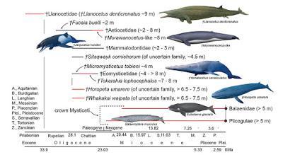 El tamaño sí importa: los gigantes comen presas pequeñas