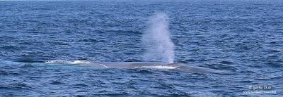 El tamaño sí importa: los gigantes comen presas pequeñas