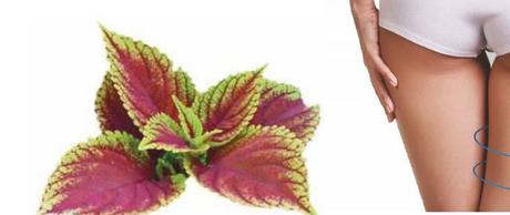 Forskolin, activador del metabolismo para quemar grasa