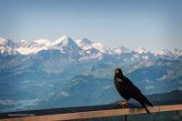 Lucerna (M. Pilatus)