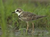 Chorlito collar (Collared Plover) Charadrius collaris