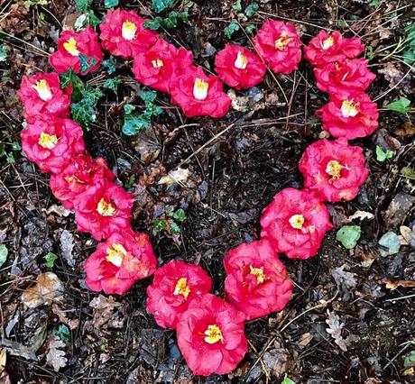 Ruta de la Camelia: El jardín de La Saleta en invierno, del 1 al 28 de febrero de 2017. Camellia Route: Saleta's Garden in winter, February, 1-28, 2017.